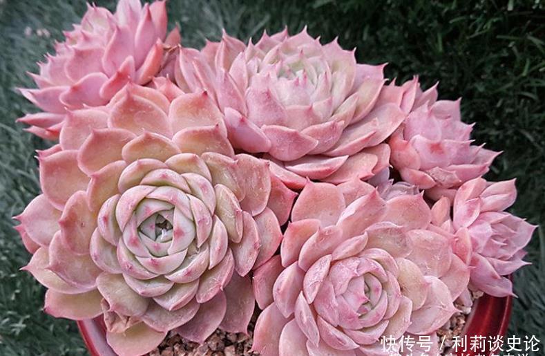 多肉昂斯诺开花基本上是没有花粉的，你知道其中的原因是什么吗？