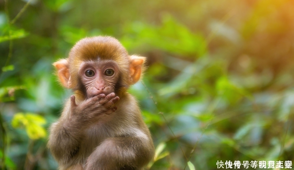 生肖|此生肖出生在这两个月份，生来就是“帝皇命”