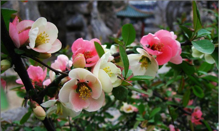 养花试试这款,像一颗红宝石非常美丽