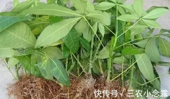 柳树|这是“天然”生根剂，路边捡一把，泡在水里，生根快速，浇花也旺