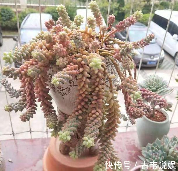 垂盆|阳台空荡不知道养啥学会垂盆5种多肉,个个长成''小瀑布''