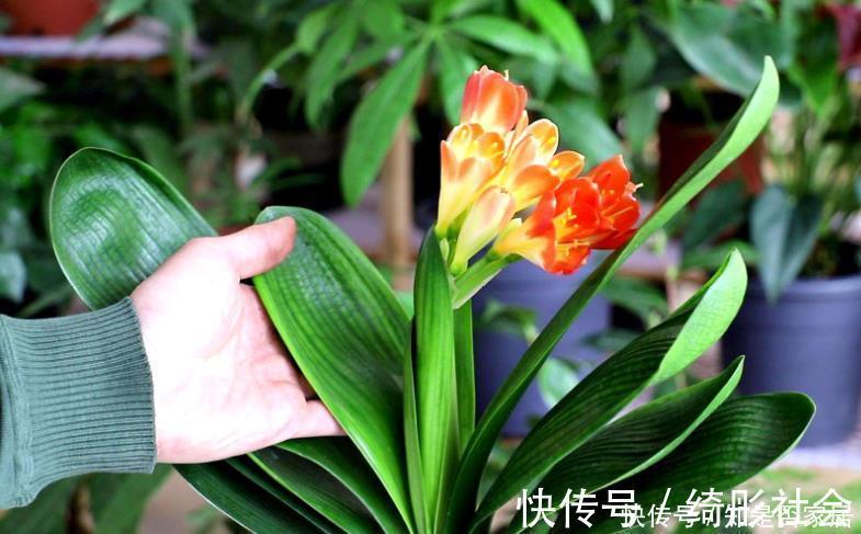 叶子|好土才能养好君子兰，3种“废物”搭配，不花一分钱，根系长满盆