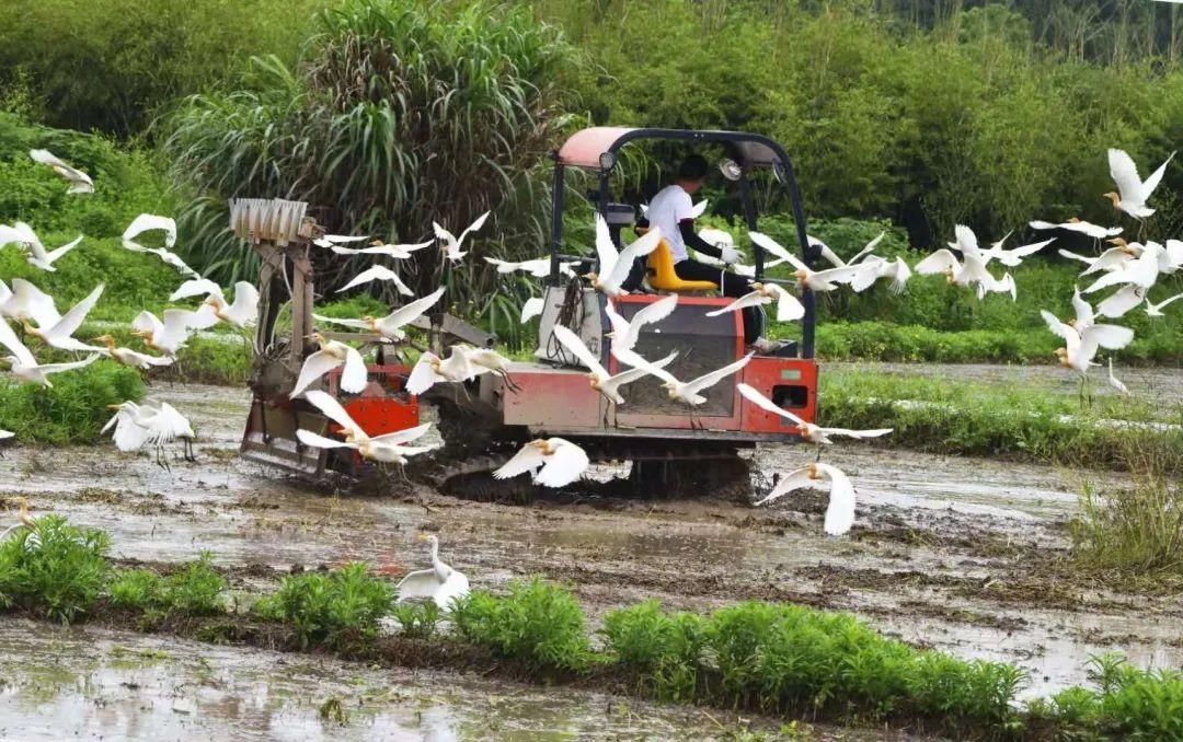 良渚古城遗址公园|良渚古城遗址公园的荷花开了，即将惊艳整个夏天！