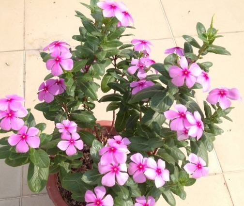 阳台养款“爆盆机器”,浇水就疯长,不占地方有香味,值得拥有