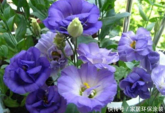 4种花是开花小能手,漂亮又好养,全年开花不断