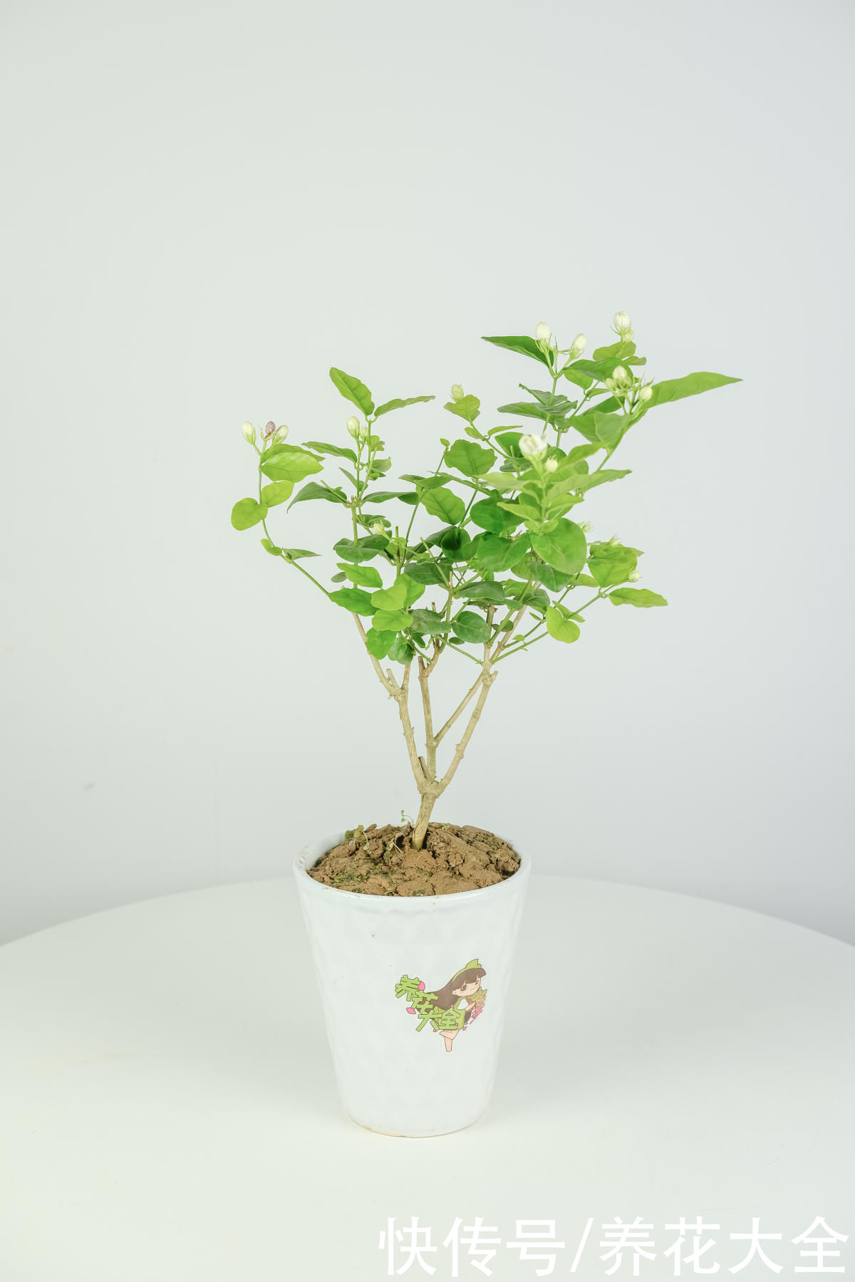 蓝雪丹|天气太热养不活花？试一试3种花！好看好养还耐热