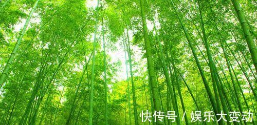 雪生|唯愿世人生竹品,明月清风做故都