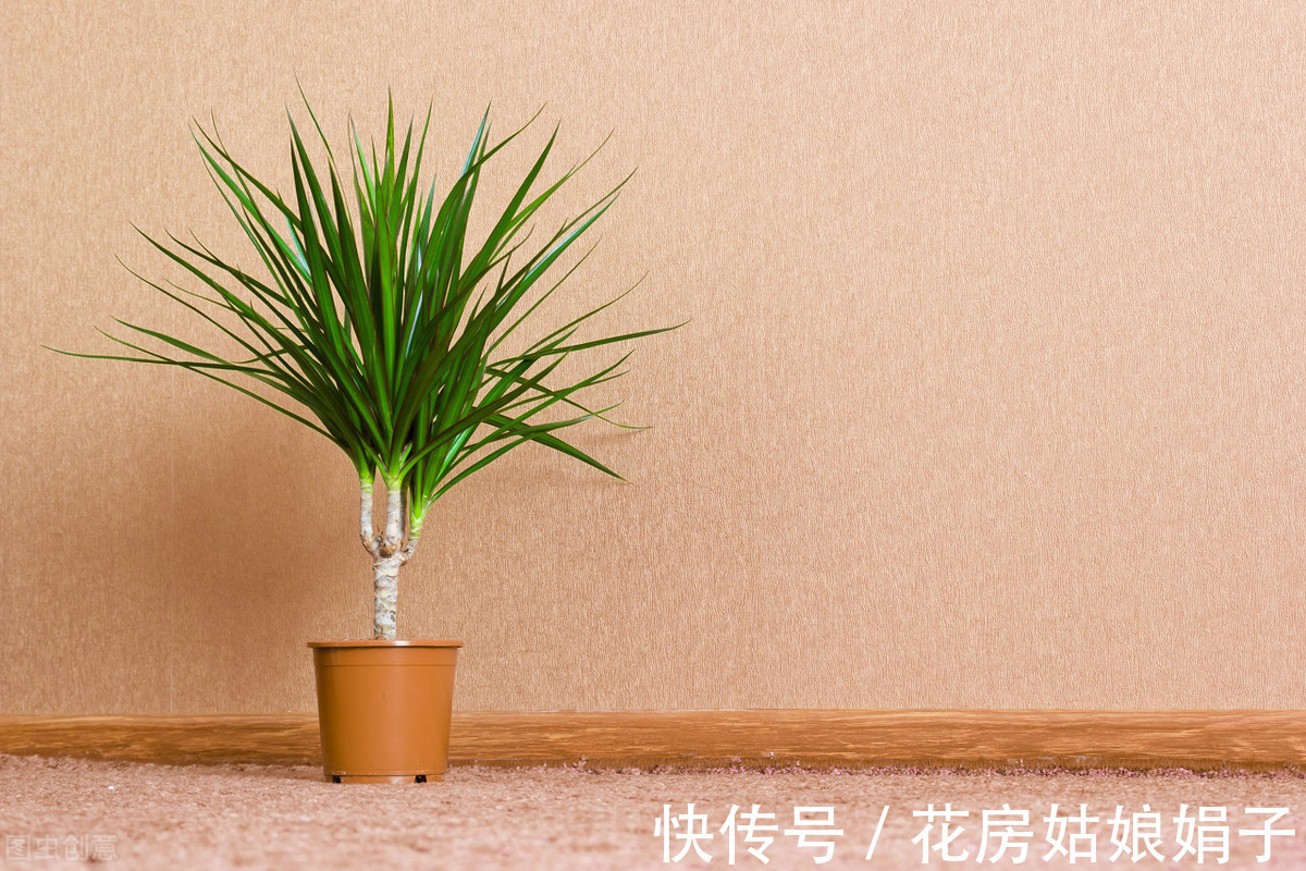 橡皮树|8种观叶植物，耐阴耐旱好养活，30天不晒太阳不浇水，活的很好