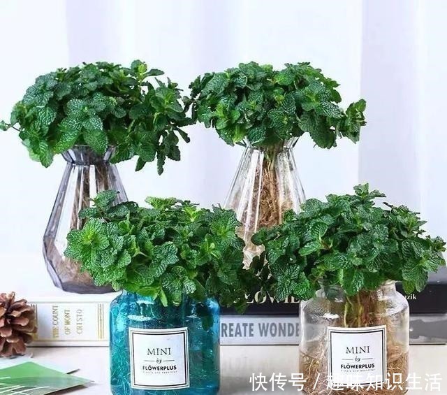 鸡蛋花|人养花、花也养人，医生喜欢养的八种花，家里养一盆，清雅又健康！