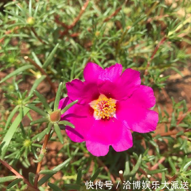 养护|偷偷给妈妈养的太阳花狠狠剪了个光头，一个月后开花爆盆，真值