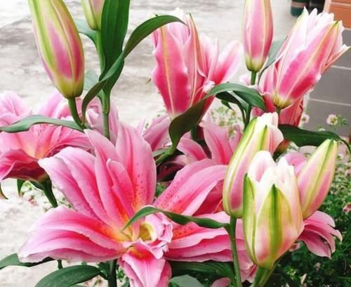  成活|最值得入手的4款花，好养易成活，全年开花不断