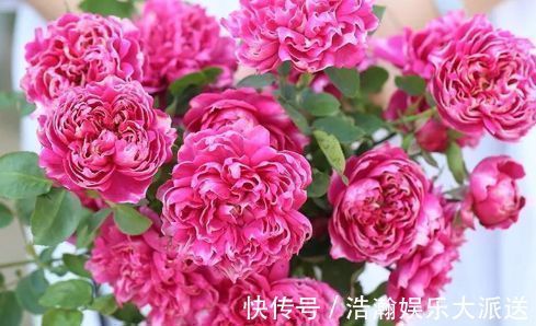 凤仙花|喜欢月季，不如试试“精品玫瑰”紫雾凝霜，群芳争艳，妩媚动人！