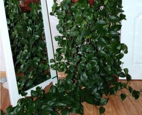 “1种小药片”比什么黄豆水、柳枝水强100倍,养啥都“可以”,牛