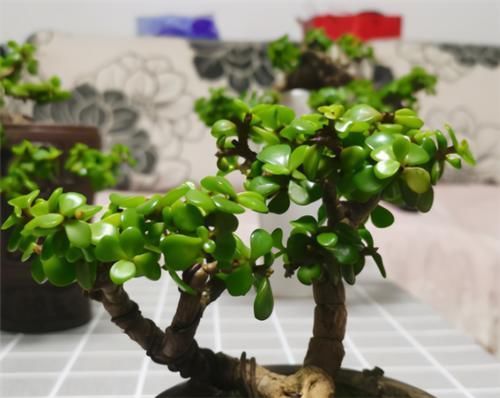 枝叶|养金枝玉叶,年年都要剪,养成盆景价更高,越老越值钱