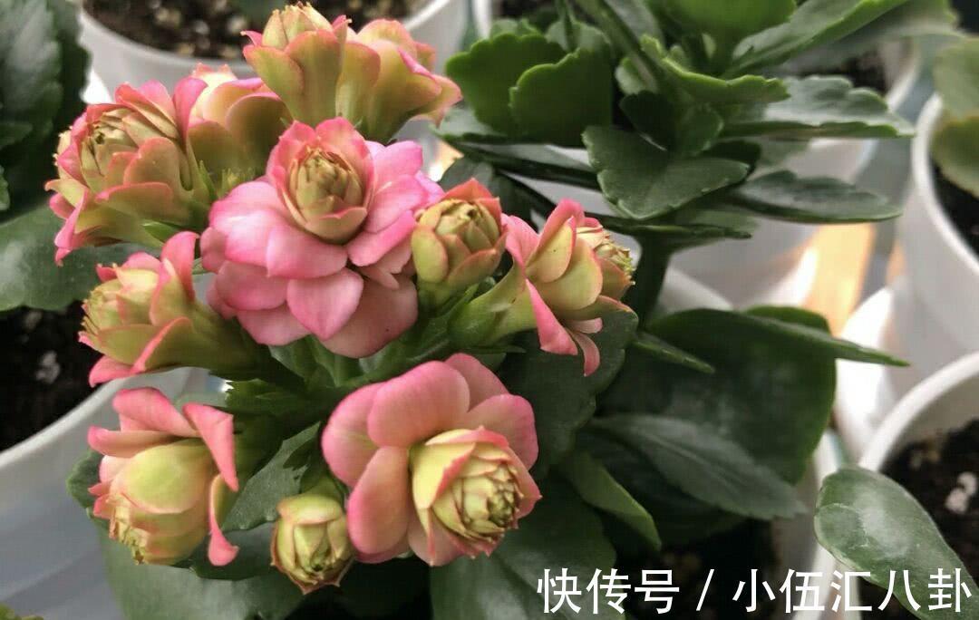 叶片|4种“四季花”,好养又漂亮,一年至少能开300天,值得拥有