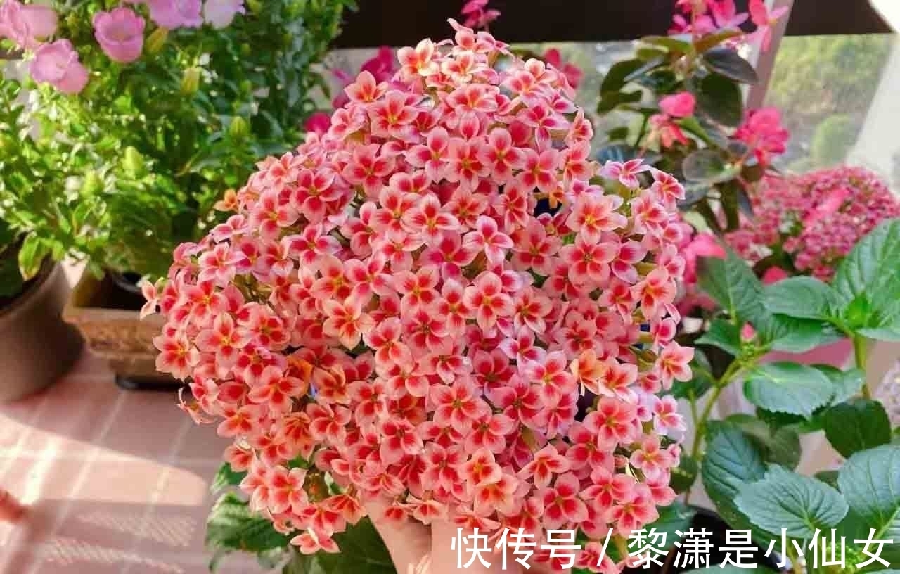 阳台上|冬季养长寿花，要记住2点，叶肥厚油绿、花苞多花色美好华丽