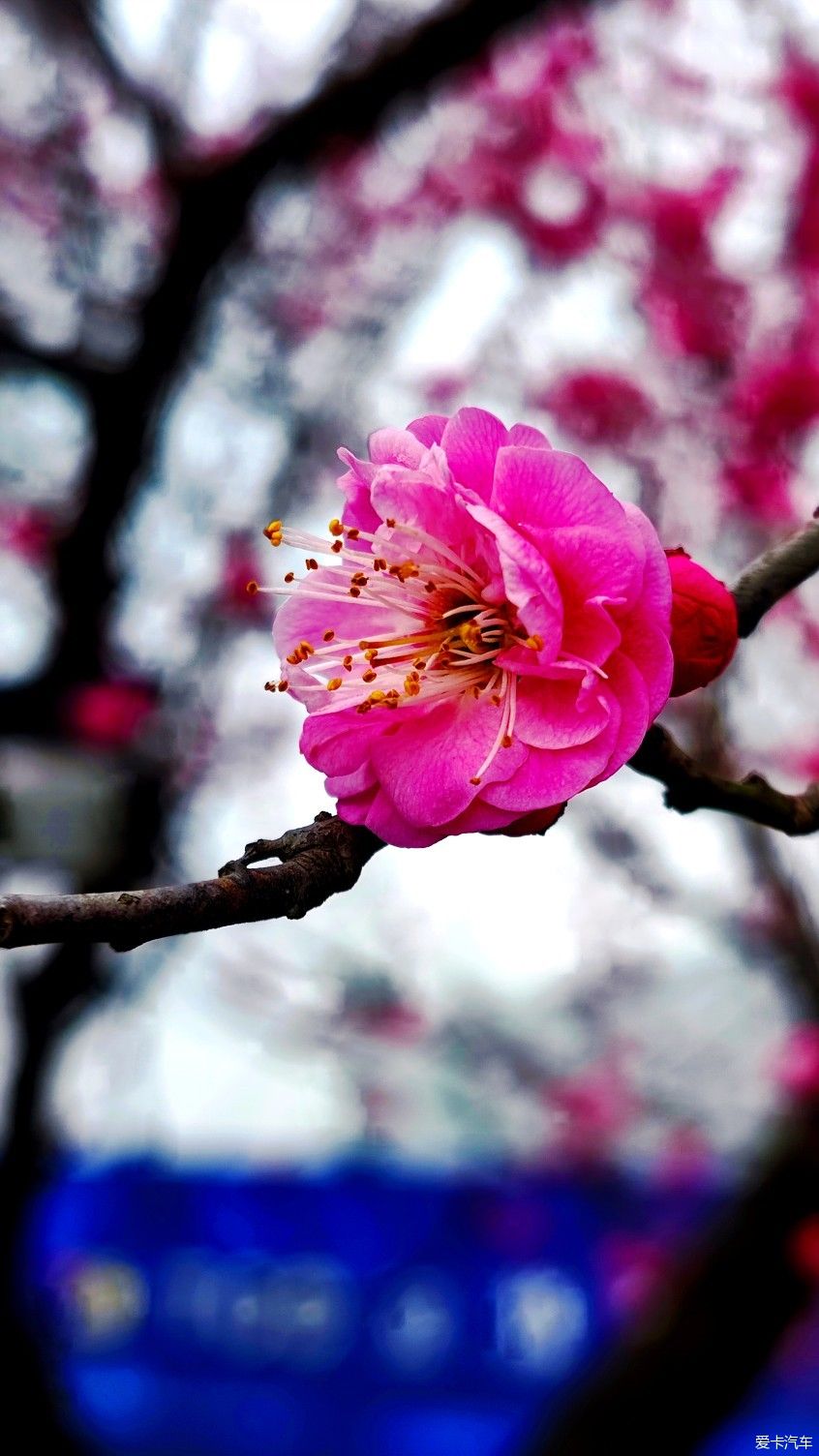 【爱卡踏青季】花枝俏