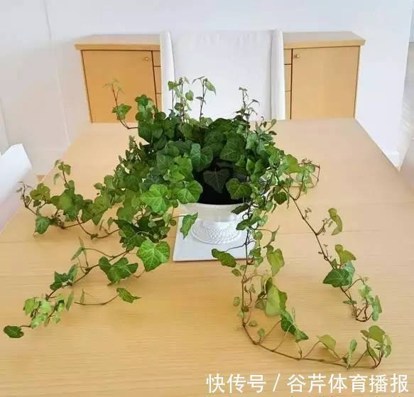 家有老人小孩,就养6种绿植,健康长寿好处很大