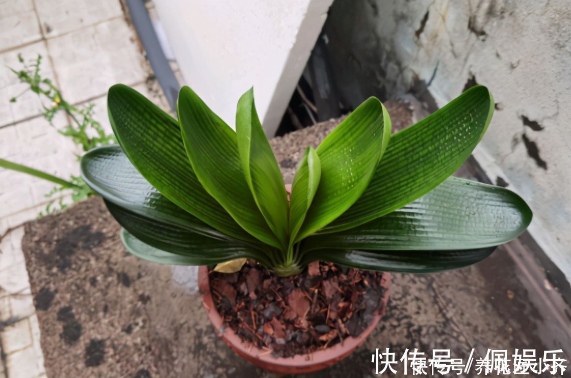 养君子兰|春季养君子兰,新手不经意会犯五个错,难怪越养越糟,始终养不好