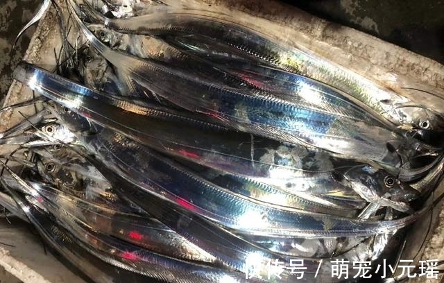 老伯夜晚海钓归来，一点都没掉漆的带鱼，你们肯定没见过吧？