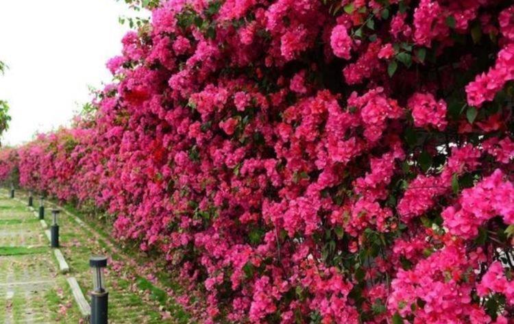 最适合新手养的4种花，沾土就能活，花香四溢飘满屋，美爆了