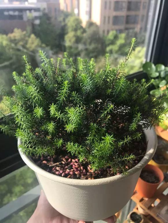 4种花身材不大,花量却怪“吓人”,深秋花开一大片,美翻了