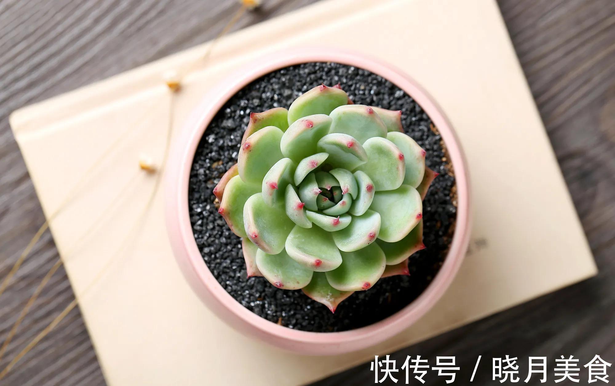 养多肉选择这四种,容易出状态,还好养,价格低到不想买