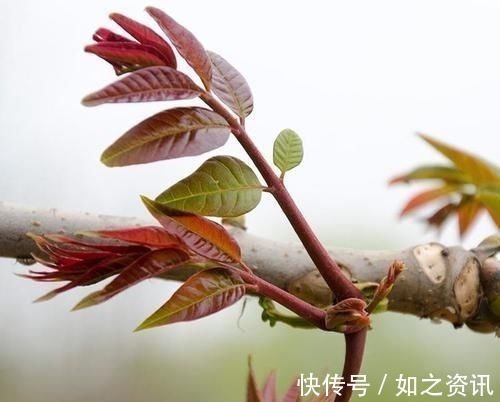 养生|最有营养的3种食物,美容养生、延缓衰老,爱吃就赚了