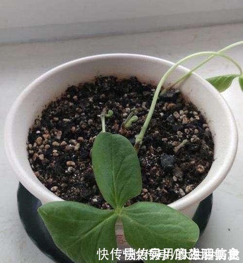 花盆|室内养花,有6个“禁忌”,犯1个也活不久,看你中了几个!