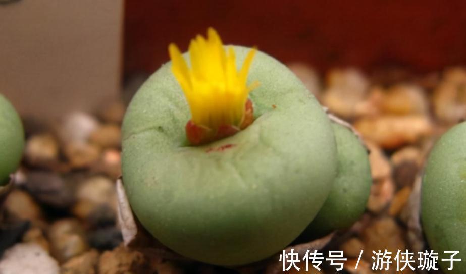 喜欢养多肉,天冷莫错过这3样,好活又漂亮,盆栽上色出状态易