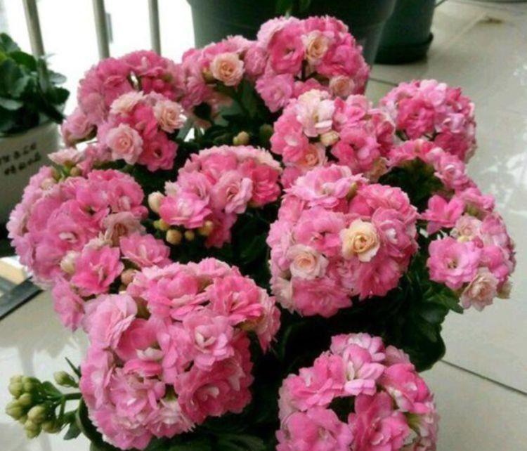 养花就养个花期长的,花大色艳,粉嫩丰腴,绚丽夺目