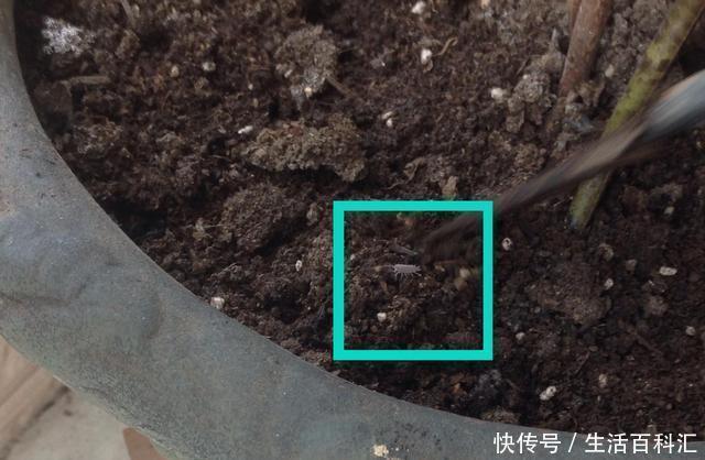 养分|羊粪养花好?3个害处不知道,越养越心烦,还很容易养死