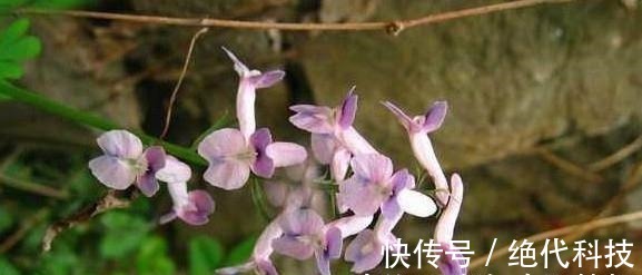 夏紫|有一味不被重视的中药,一粒金丹,能祛风除湿、活血通络