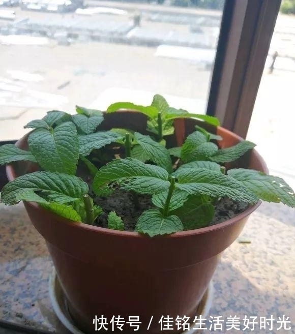 8种花夏天太容易死,现在赶紧扦插,死了也不心疼