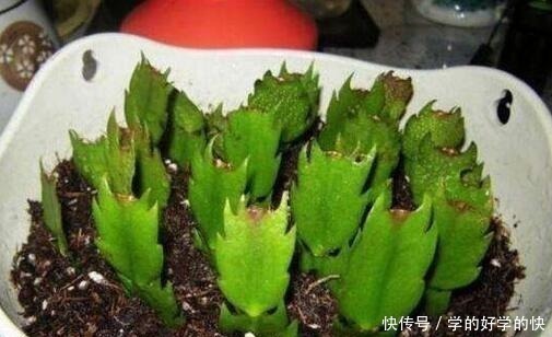 悄悄告诉你，此5种花，掐个叶就生根，懒人都能养开花！