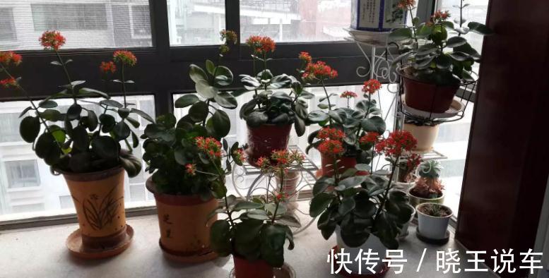 花友们|长寿花养殖和扦插技巧