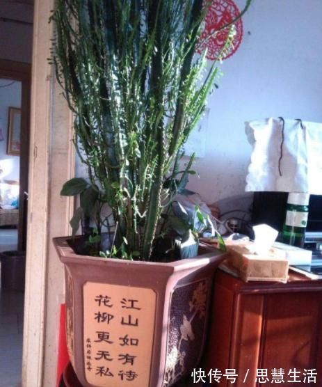 家庭里最适合养4种“大植物”，不仅是“天然造氧机”，还好活！