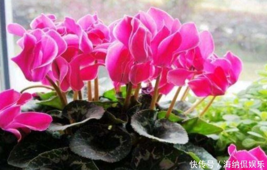家里阳台养此款花,新手也能养爆盆,好养又漂亮,开花特别多!