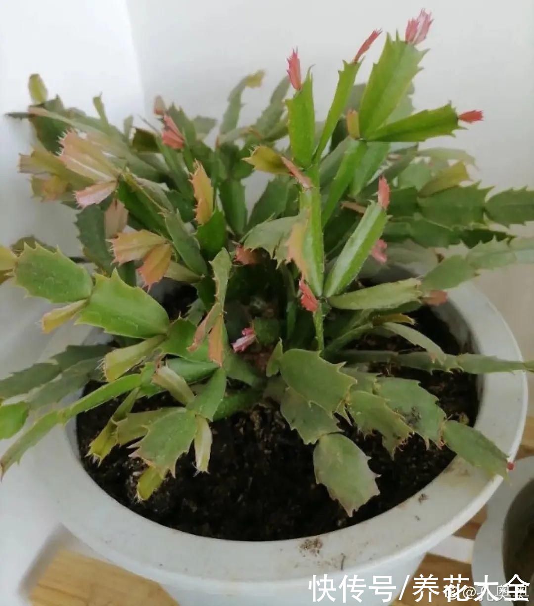 3月是给花剃头的好时机，现在狠心剪，下月就开花