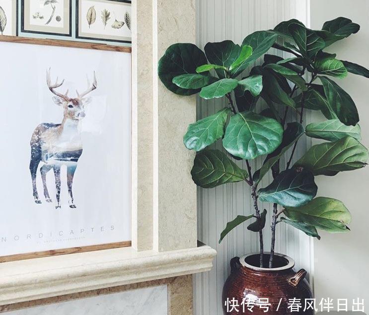 植株|聪明人客厅养花,首选“6种”盆栽,好养好看,家人身体越来越好