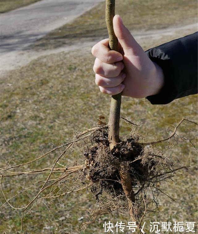 懂行的人冬天坚决不买三种花,哪怕很便宜,也不白花钱!