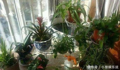 医药费|聪明人养花，这3种“花”怎样也要养一盆，每年能省不少医药费