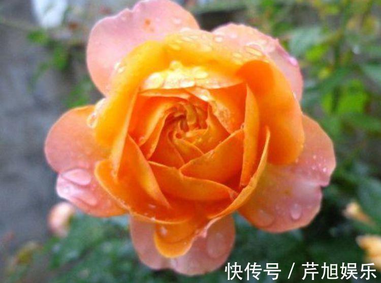 阳台上|4种漂亮花，个个美得冒泡，现在养正合适，直接开成花海