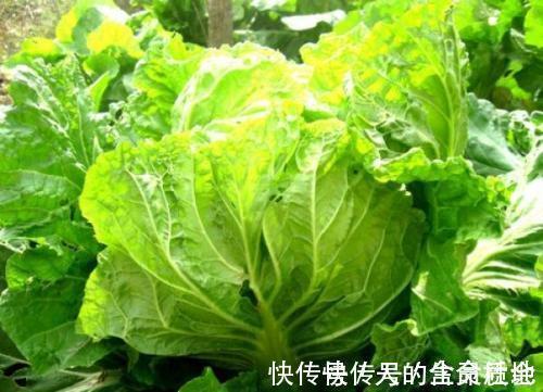 蔬菜|入冬后,3种蔬菜别再买了,不然老人孩子遭殃,早知早受益