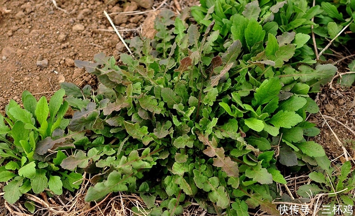 野草|墙缝里的这种野草，不要小瞧它，价值相当高，人称“八大金刚”