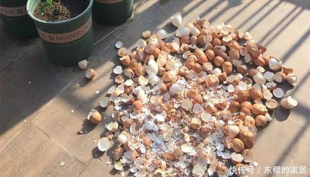 磷肥|养花用此2种壳,都是天然磷肥,盆埋1点,花朵开爆盆