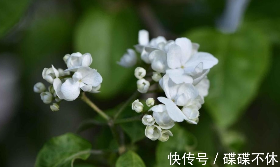 桃花运|10月，喜鹊啼鸣，桃花运飞涨，3生肖邂逅旧情人，于是回心转意