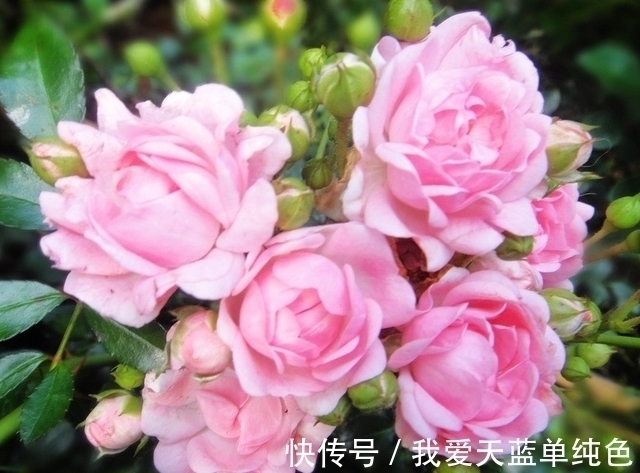 旧爱|七天后,执念不改,情深以致,回首旧爱,只念将来,成功指日可待