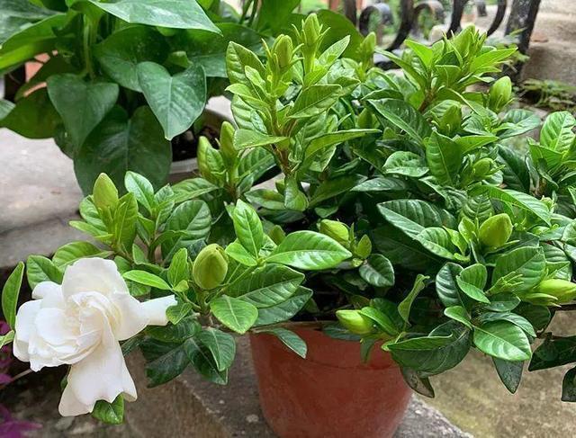 浇花水摻点它,比营养液、淘米水还肥,家里花草长得叶绿、花多