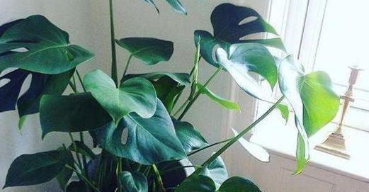 长寿|3种“长寿”花草,家里养上几盆,家人更健康,一起来看看吧!